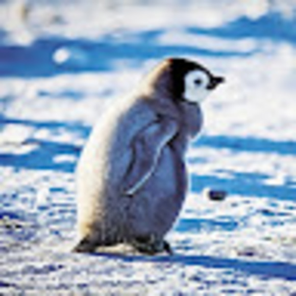 bashfulpenguin